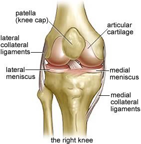 Seif knee anatomy01 1